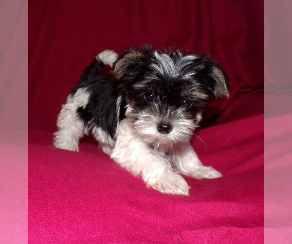 Medium Photo #1 Yorkshire Terrier Puppy For Sale in SPRINGFIELD, MO, USA