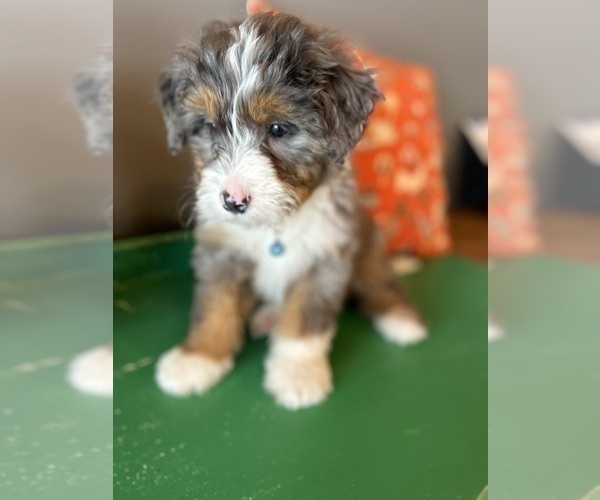 Medium Photo #7 Bernedoodle (Miniature) Puppy For Sale in LAWRENCE, MI, USA