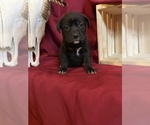 Small Photo #26 Cane Corso Puppy For Sale in LAKE EUFAULA, OK, USA
