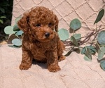 Small Photo #48 Cockapoo Puppy For Sale in GOSHEN, IN, USA