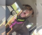 Small #5 Labrador Retriever