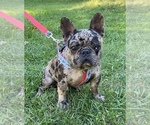 Small Photo #1 French Bulldog Puppy For Sale in JAMESTOWN, TN, USA