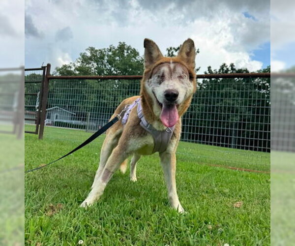 Medium Photo #3 Siberian Husky-Unknown Mix Puppy For Sale in Omaha, NE, USA