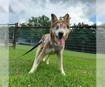 Small #2 Siberian Husky Mix