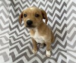 Small #3 Chihuahua Mix