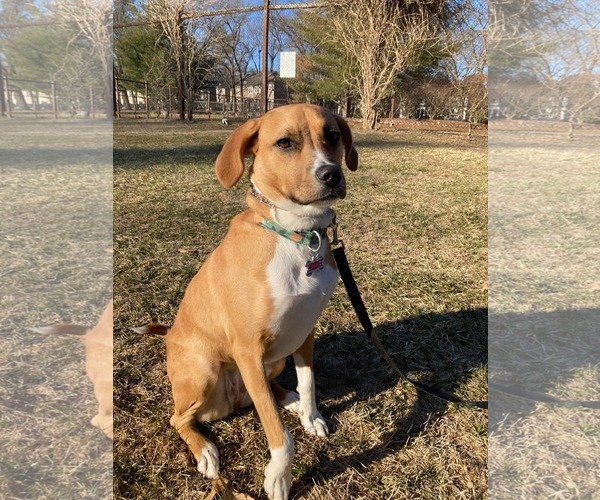 Medium Photo #3 Beagle-Unknown Mix Puppy For Sale in pomfret, CT, USA