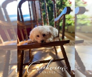 Havachon Puppy for sale in NIANGUA, MO, USA