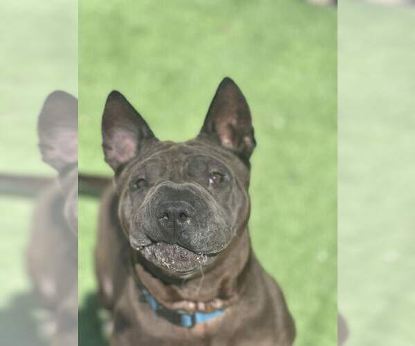 Medium Photo #4 Mutt Puppy For Sale in Evansville, IN, USA