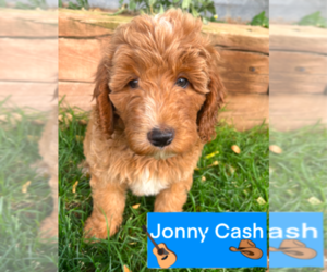 Bernedoodle-Poodle (Miniature) Mix Puppy for sale in GOLDEN, CO, USA