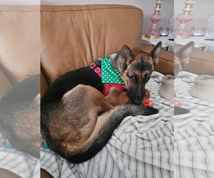 German Shepherd Dog Dogs for adoption in Plantation, FL, USA
