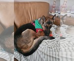 Lloyd 3176 - Male German Shepherd Dog Dog for Adoption - Small photo