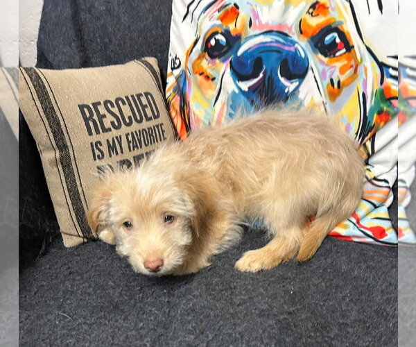 Medium Photo #1 Chihuahua-Unknown Mix Puppy For Sale in Ellijay, GA, USA