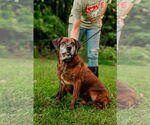 Small #1 Labrador Retriever-Mountain Cur Mix