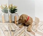 Small Photo #9 Goldendoodle Puppy For Sale in CONWAY, SC, USA