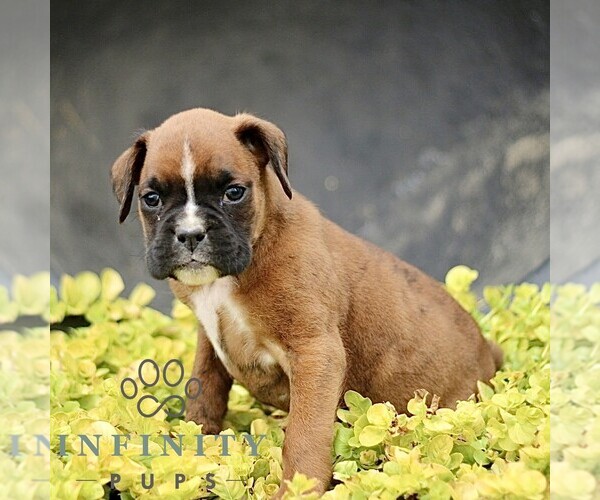 Medium Photo #3 Boxer Puppy For Sale in GORDONVILLE, PA, USA