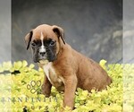 Small #2 Boxer