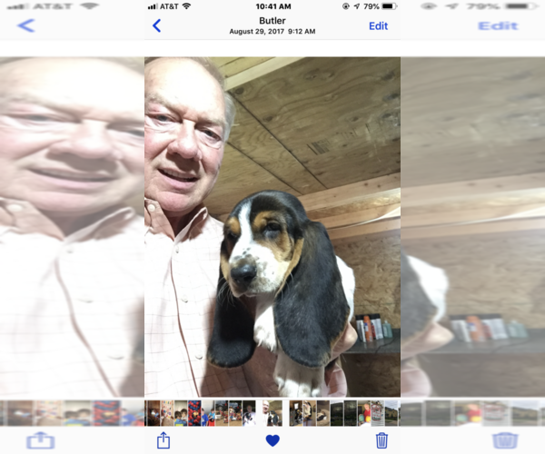 Medium Photo #1 Basset Hound Puppy For Sale in DALTON, GA, USA