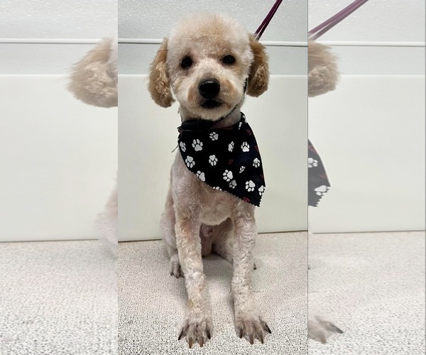 Medium Photo #1 Poodle (Miniature) Puppy For Sale in Sioux Falls, SD, USA