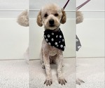 Small Poodle (Miniature)