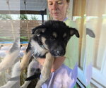 Small #5 Mutt