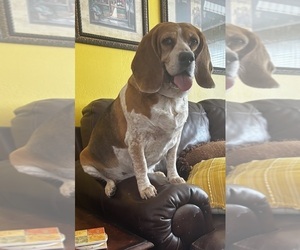Mother of the Beagle puppies born on 05/10/2026