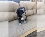 Small #4 Australian Shepherd