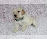 Small Photo #4 Goldendoodle Puppy For Sale in HOMELAND, CA, USA