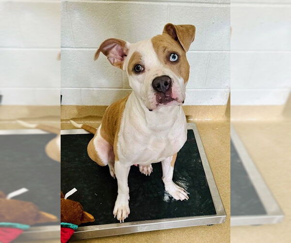 Medium Photo #1 American Pit Bull Terrier Puppy For Sale in Derwood, MD, USA