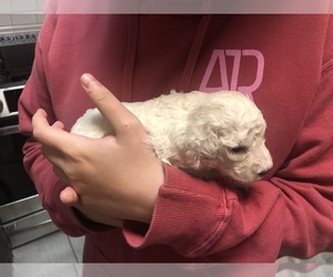 Lagotto Romagnolo Puppy for sale in SCARSDALE, NY, USA