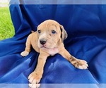 Small Photo #12 Catahoula Leopard Dog-Unknown Mix Puppy For Sale in YELLVILLE, AR, USA