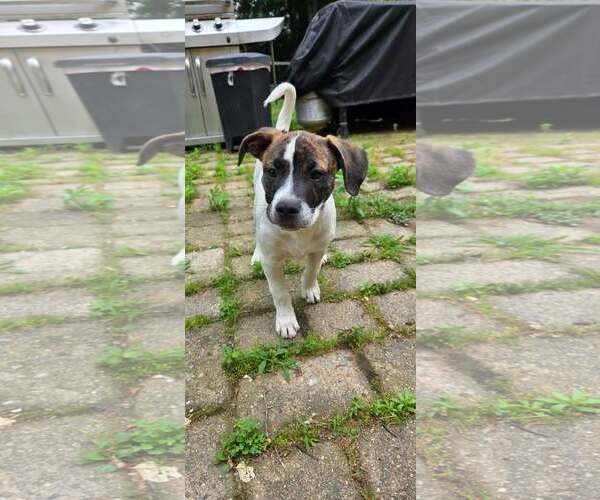 Medium Photo #4 Mutt Puppy For Sale in pomfret, CT, USA
