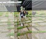 Small #3 Mutt