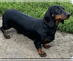 Dachshund Dogs for adoption in Sioux Falls, SD, USA
