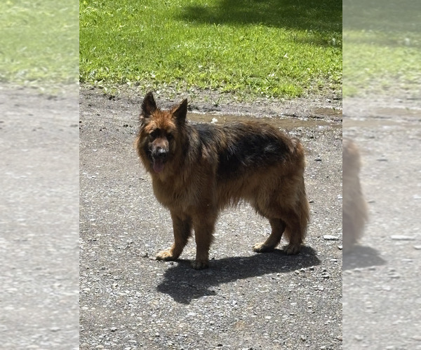 Medium Photo #54 German Shepherd Dog Puppy For Sale in LA FAYETTE, NY, USA