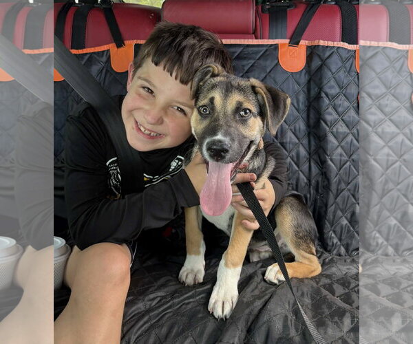 Medium Photo #3 Siberian Husky-Unknown Mix Puppy For Sale in Germantown, OH, USA