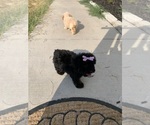 Small Photo #4 Maltipoo Puppy For Sale in KATY, TX, USA