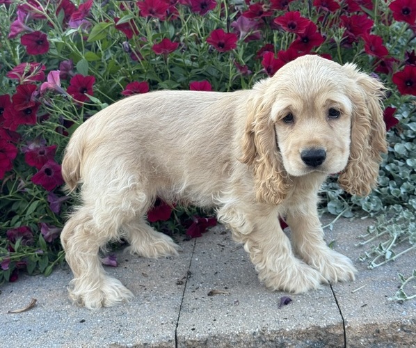 Medium Photo #2 Cocker Spaniel Puppy For Sale in CANOGA, NY, USA