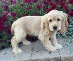 Small #1 Cocker Spaniel