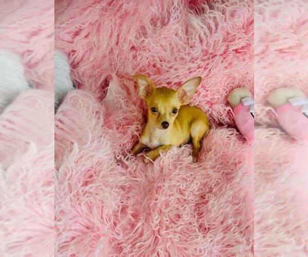Medium Photo #17 Chihuahua Puppy For Sale in JACKSONVILLE, FL, USA