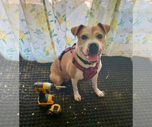Tazzie - Female Boxer-Unknown Mix Dog for Adoption - Photo #18