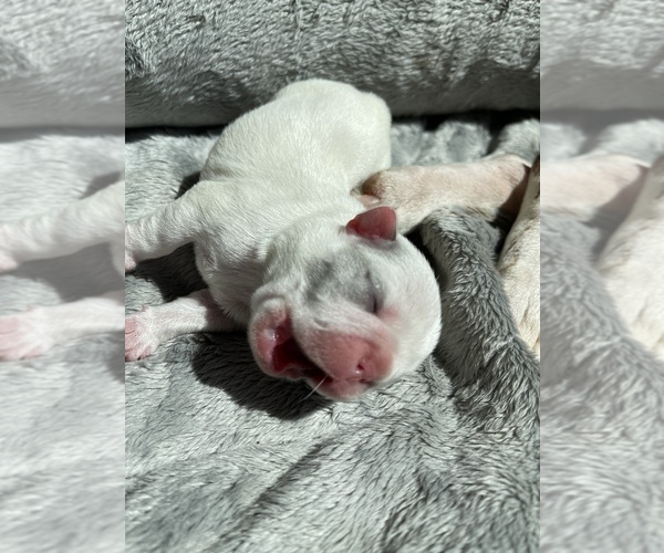 Medium Photo #4 French Bulldog Puppy For Sale in PHOENIX, AZ, USA
