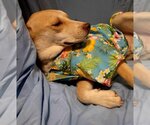 Small Photo #6 Bulldog-Huskies  Mix Puppy For Sale in Stephens City, VA, USA