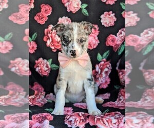 Boston Terrier-Pomsky Mix Puppy for sale in EPHRATA, PA, USA
