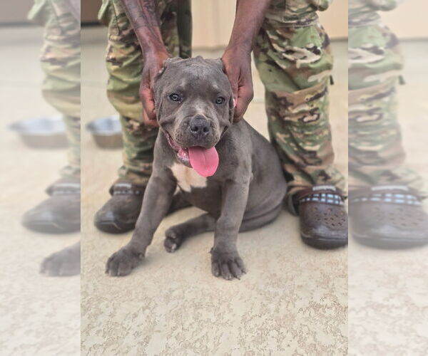 Medium Photo #6 American Bully Puppy For Sale in COPPERAS COVE, TX, USA