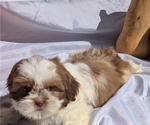 Small #9 Shih Tzu