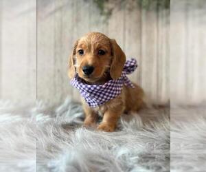 Dachshund Puppy for sale in ORO VALLEY, AZ, USA