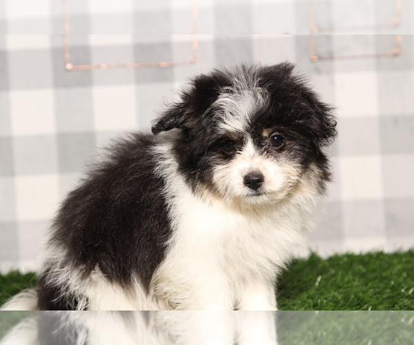 Medium Photo #1 Bichon-A-Ranian Puppy For Sale in MARIETTA, GA, USA