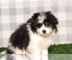 Bichon-A-Ranian Puppy for sale in MARIETTA, GA, USA