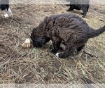 Small Photo #3 Saint Berdoodle Puppy For Sale in NACHES, WA, USA
