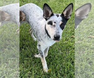 Red Heeler-Unknown Mix Dogs for adoption in The Woodlands, TX, USA